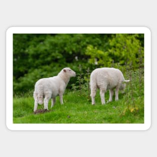 Sheep Sticker